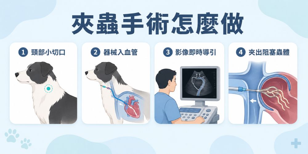 狗狗心絲蟲夾蟲手術流程