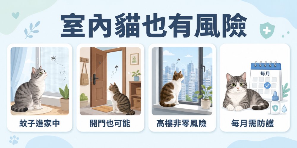 室內貓得心絲蟲的3個可能風險及每月心絲蟲防護提醒